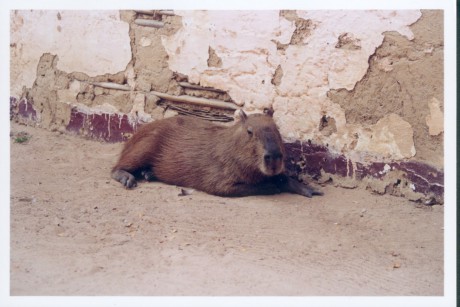 Luis  capybara.jpg